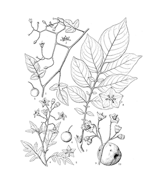 Natural compounds from  Solanum lyratum